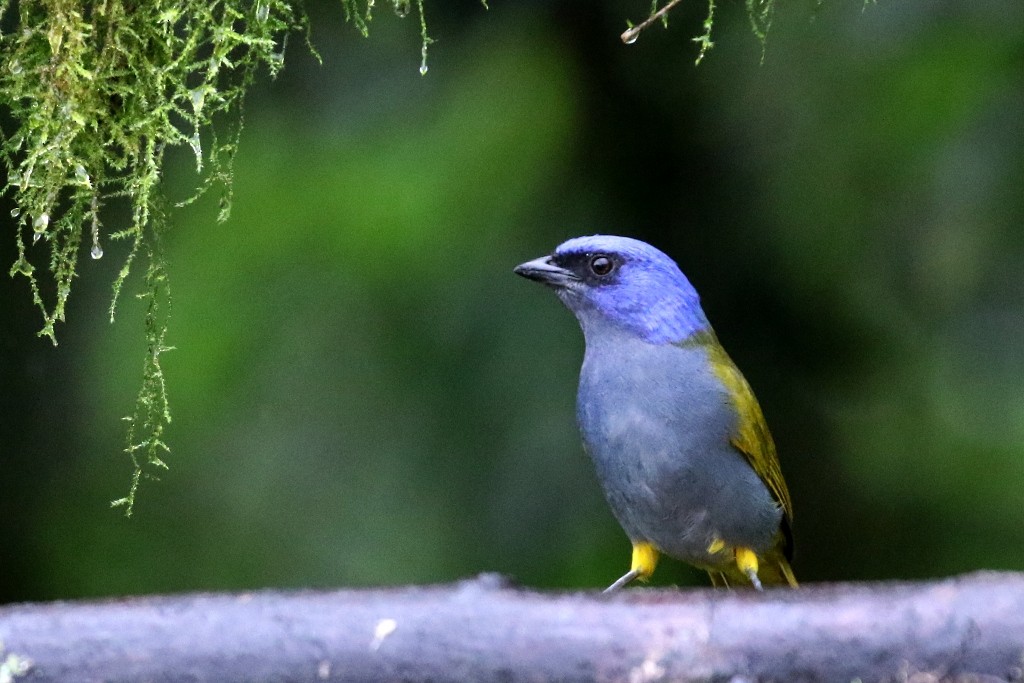 Blue-capped Tanager - ML53784391