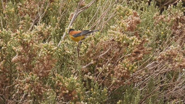 Black-hooded Sierra Finch - ML537846471