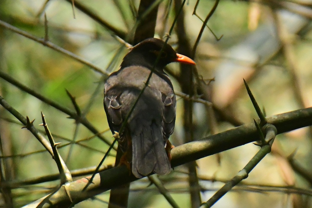 Indian Blackbird - ML537847721