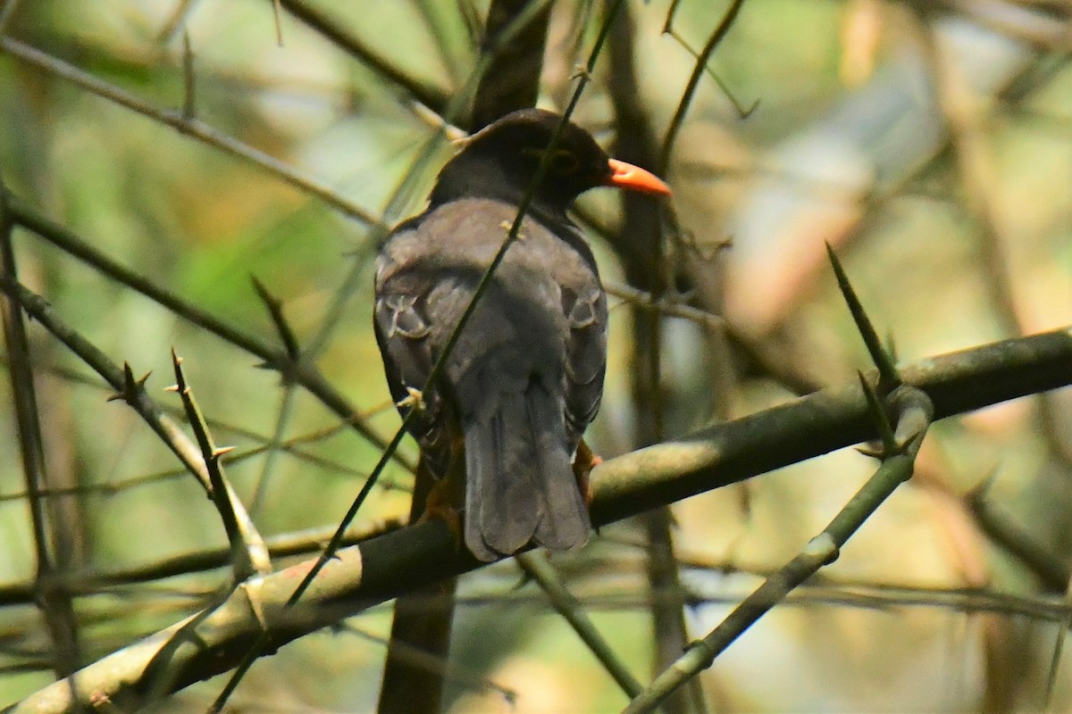 Indian Blackbird - ML537847771