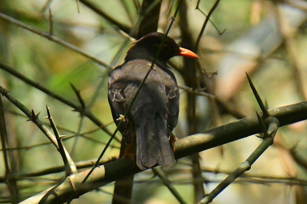 Indian Blackbird - ML537847781