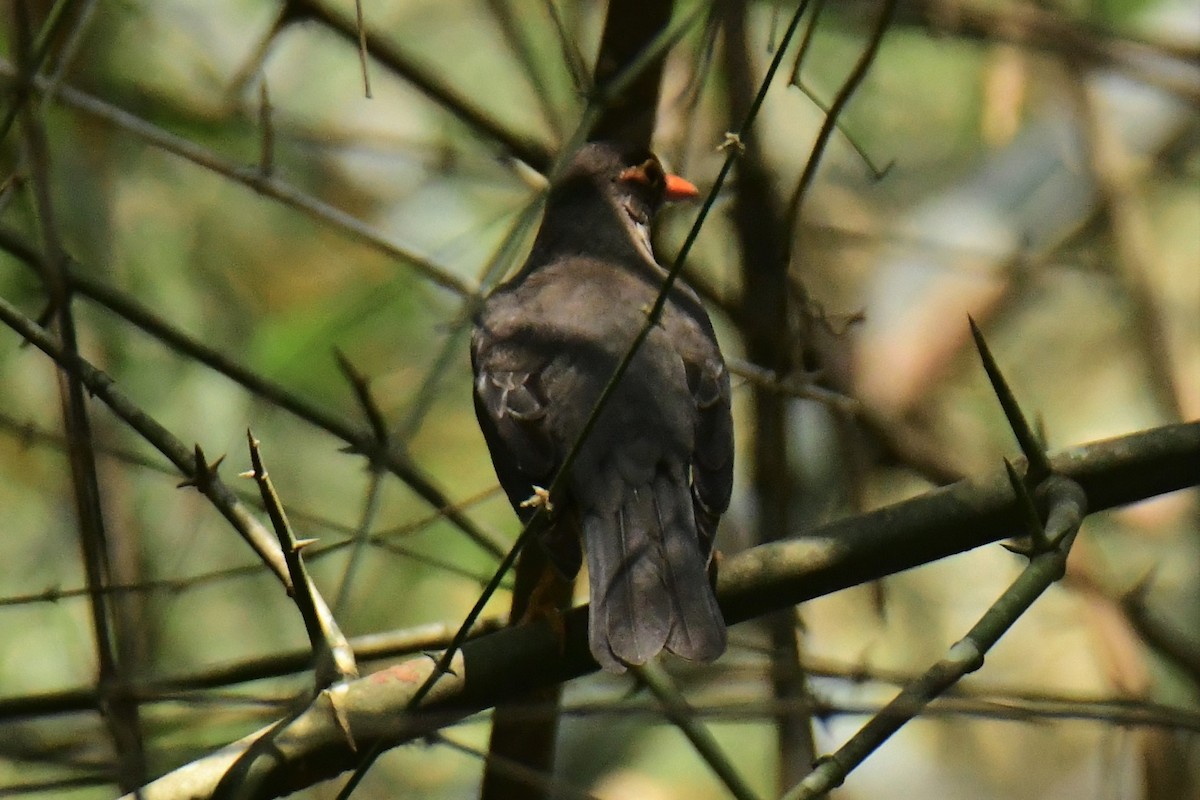 Indian Blackbird - ML537847811