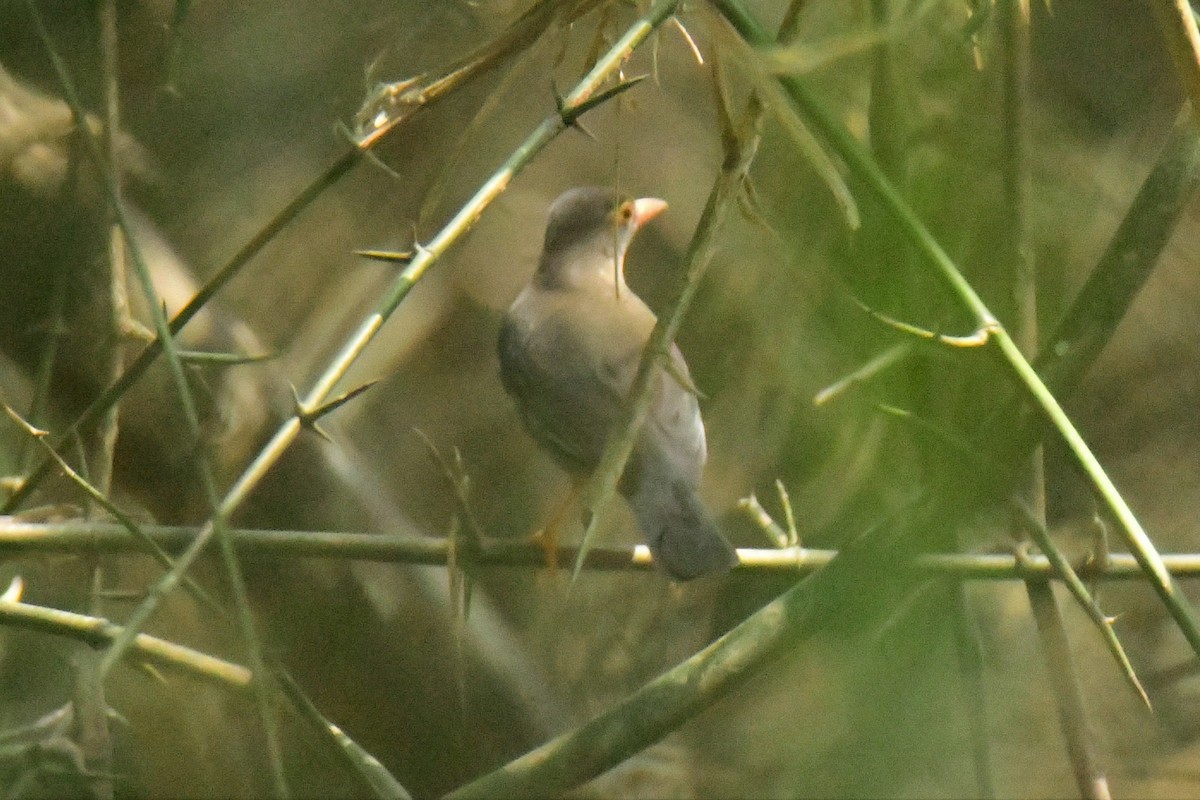 Indian Blackbird - ML537847841