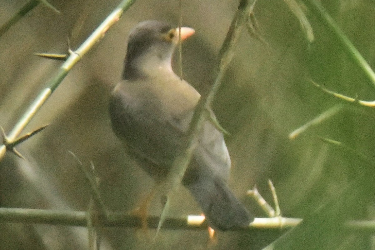 Indian Blackbird - ML537847871