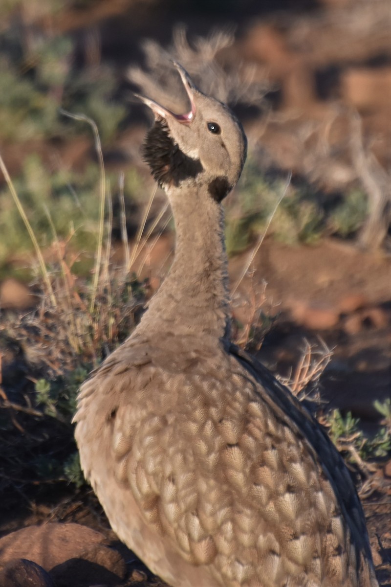 Karoo Bustard - ML537849401