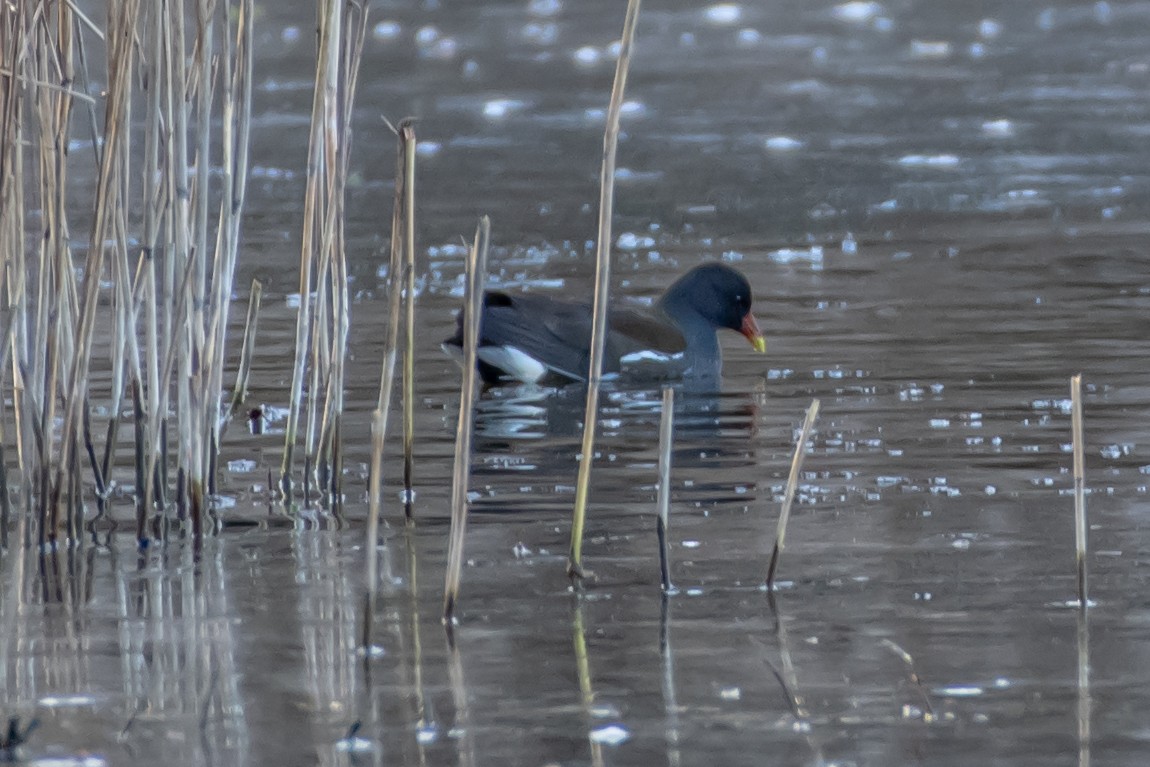 Eurasian Moorhen - ML537849621