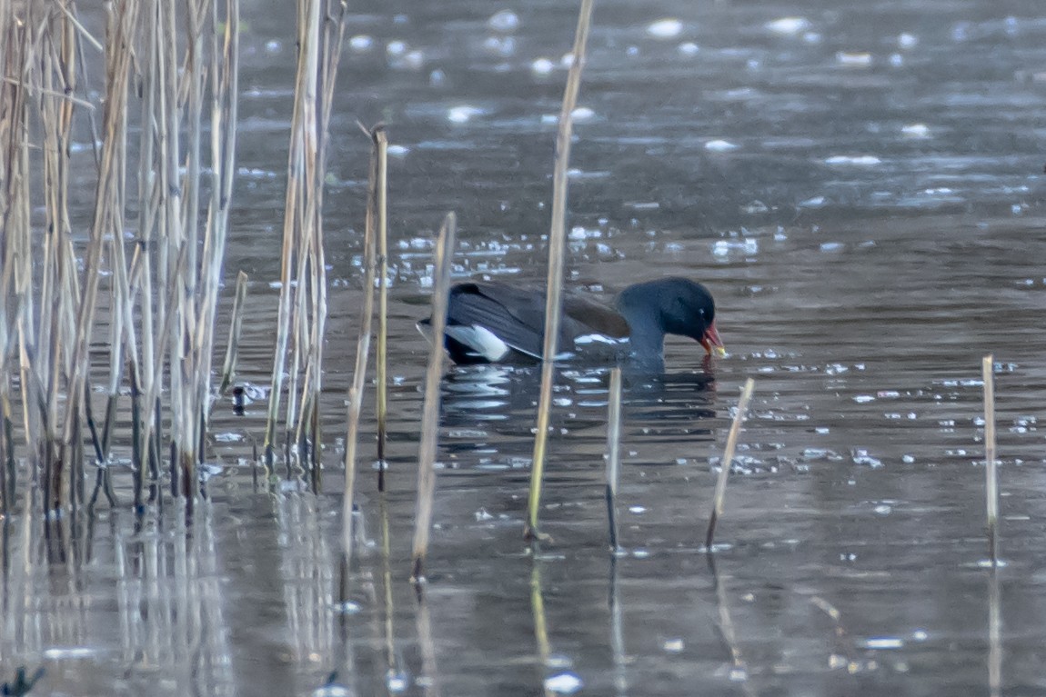 Eurasian Moorhen - Codrin Bucur