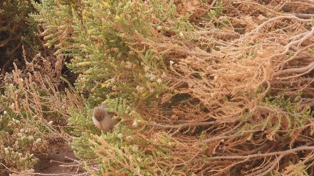 Plain-mantled Tit-Spinetail (berlepschi) - ML537850791