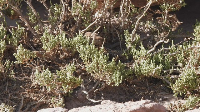 エナガカマドドリ（berlepschi） - ML537851541