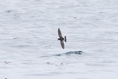 Pincoyasturmschwalbe - ML537852321