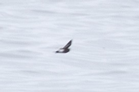 Pincoyasturmschwalbe - ML537852331