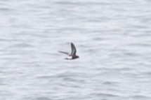 Pincoyasturmschwalbe - ML537852341