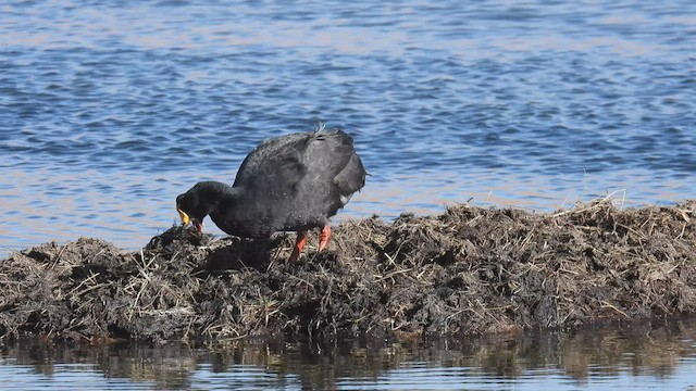 Giant Coot - ML537852831