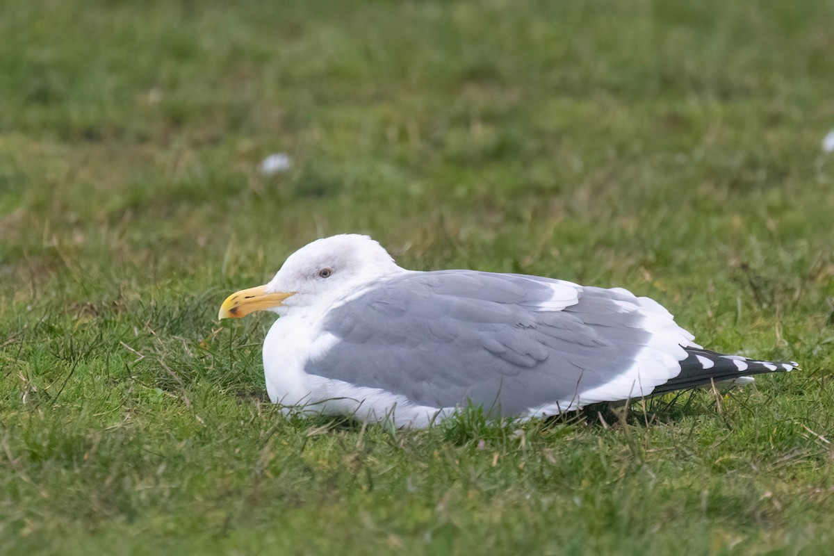 Goéland d'Audubon - ML537853311