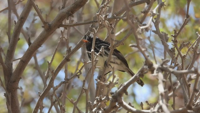 カンムリカラタイランチョウ - ML537853731