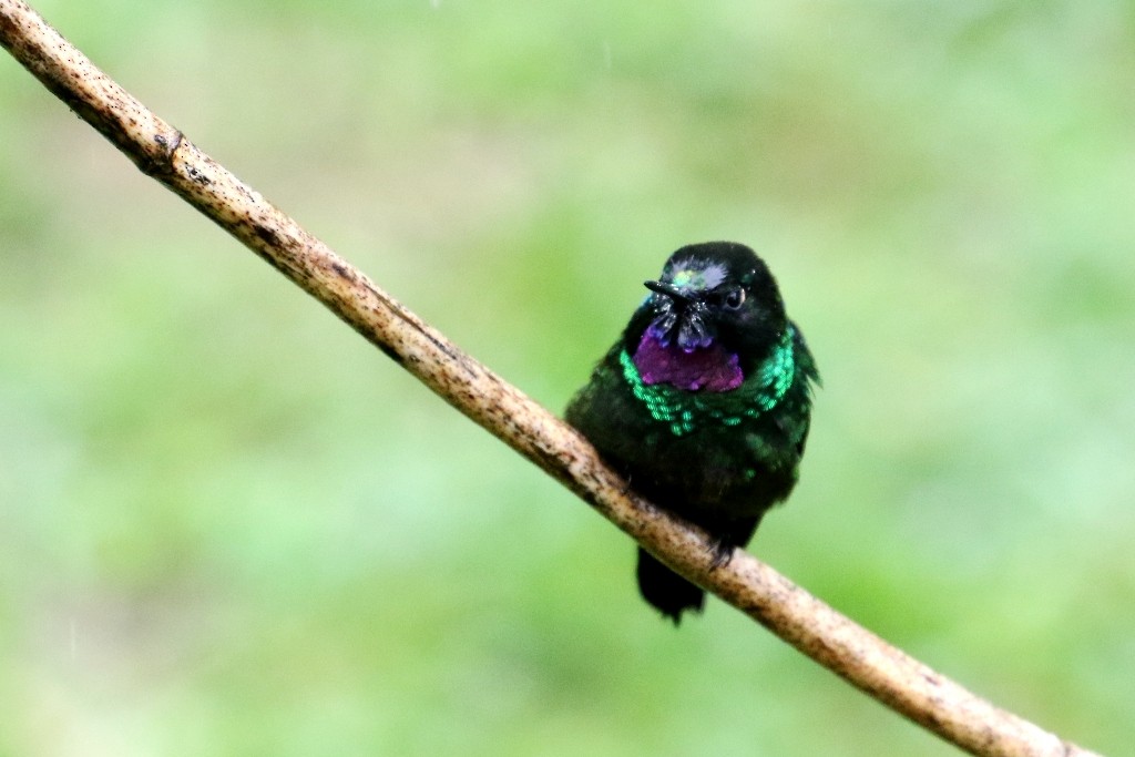 Tourmaline Sunangel - Maurice Raymond