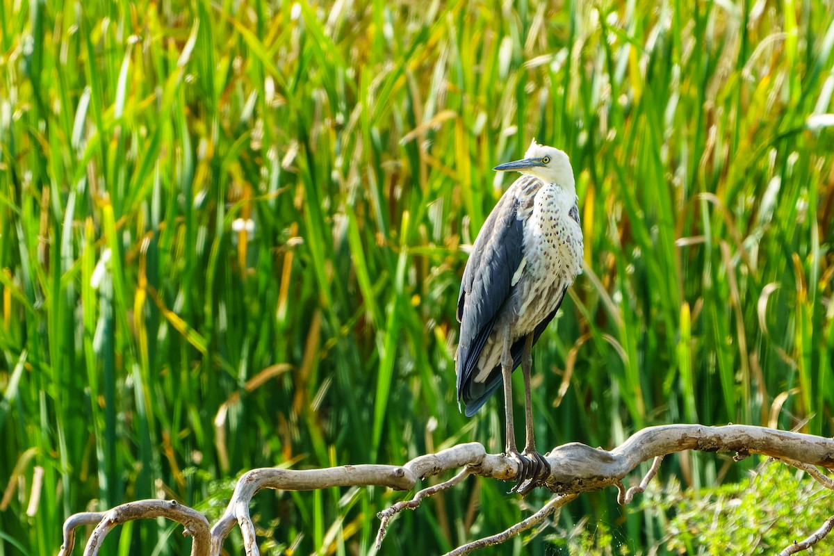 Pacific Heron - ML537853981