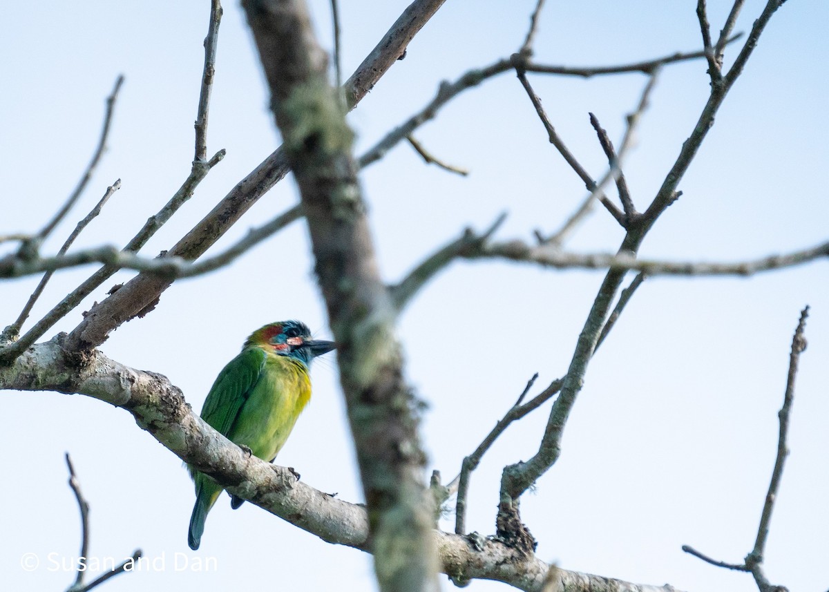 Blue-throated Barbet - ML537854491