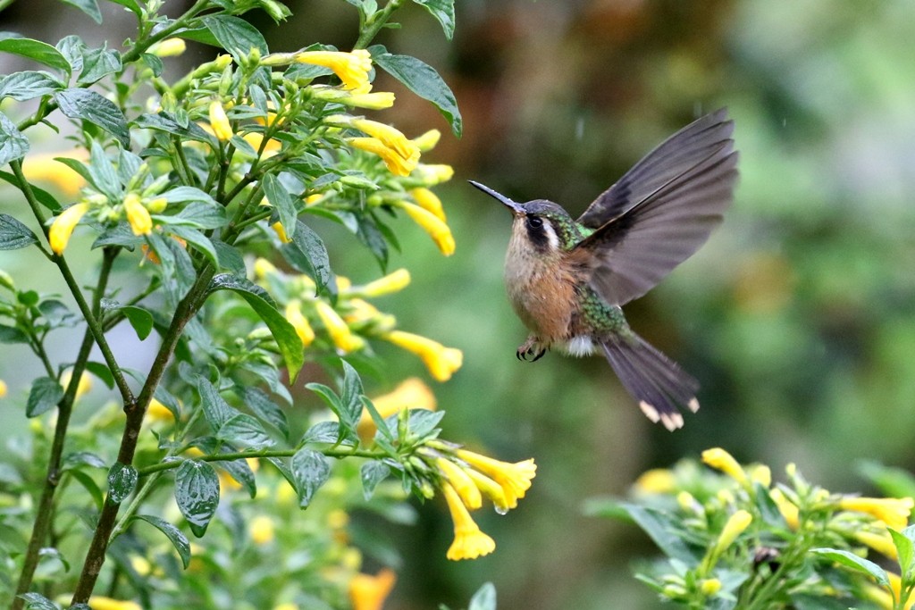 Speckled Hummingbird - ML53785451