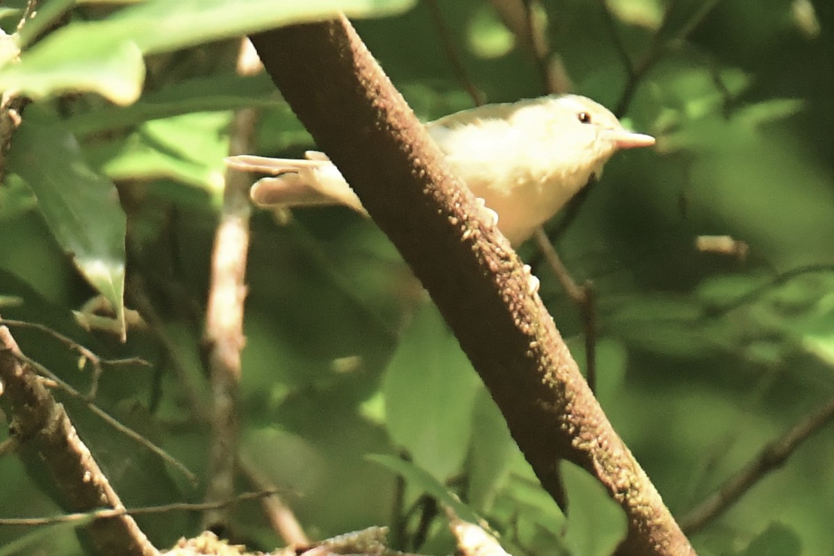 flowerpecker sp. - ML537856941