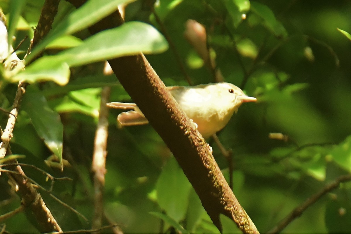 flowerpecker sp. - ML537856961