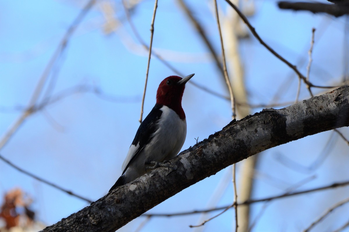 Red-headed Woodpecker - ML537857911