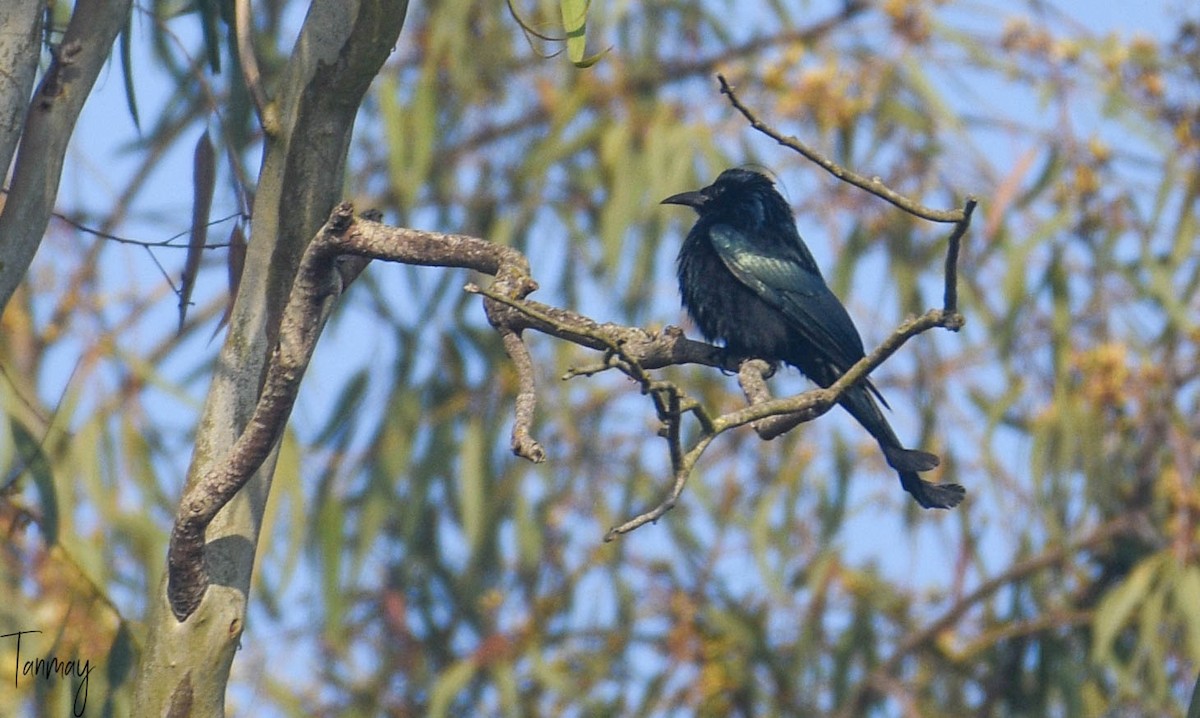 Hair-crested Drongo - ML537858521
