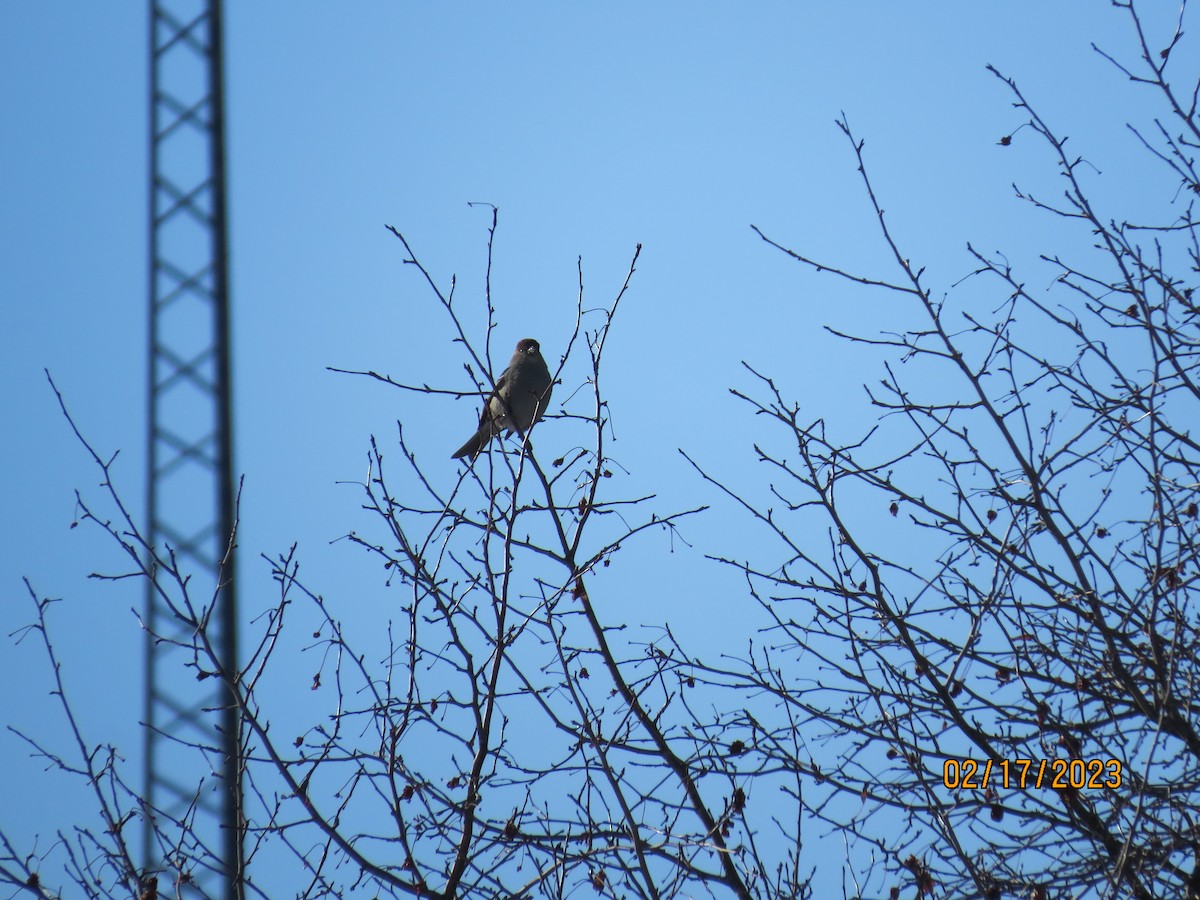 Pine Grosbeak - ML537859511