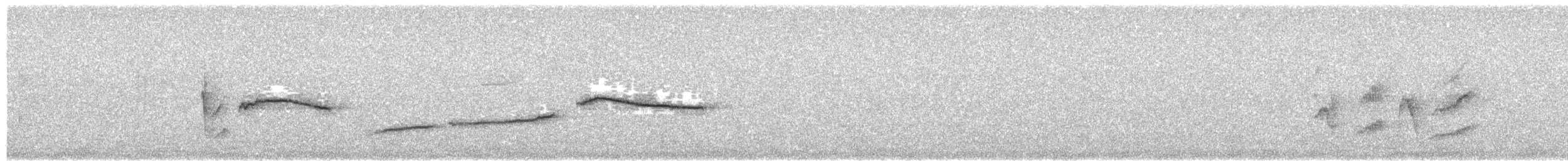 Tichodrome échelette - ML537860101