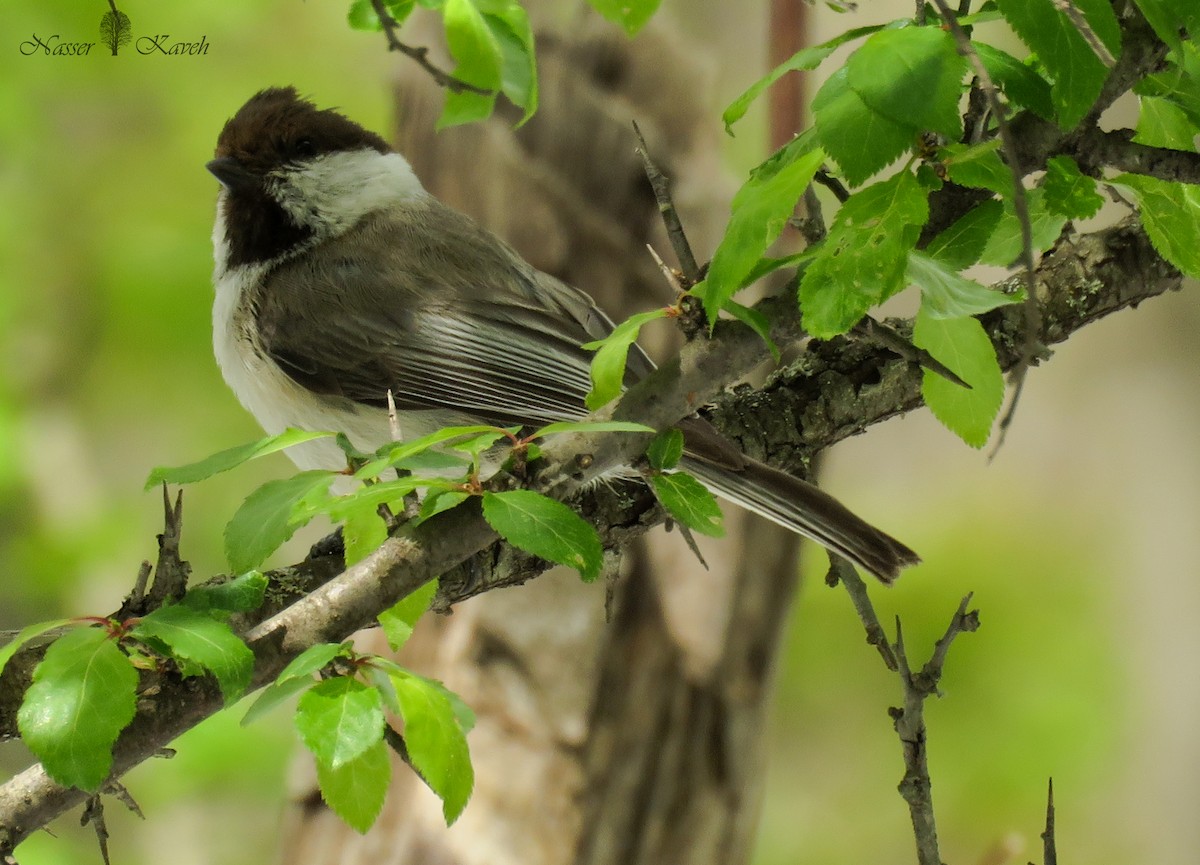 Mésange d'Iran - ML537860141