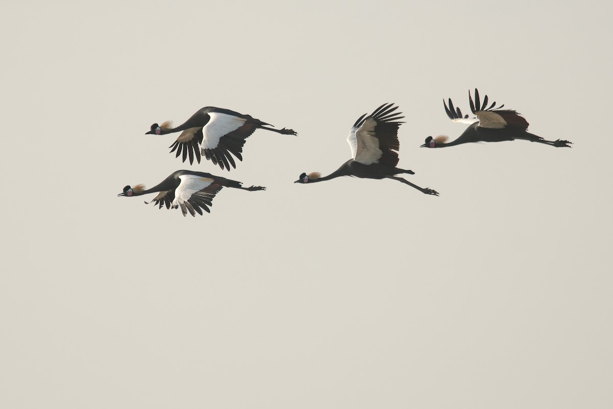 Black Crowned-Crane - ML537860771