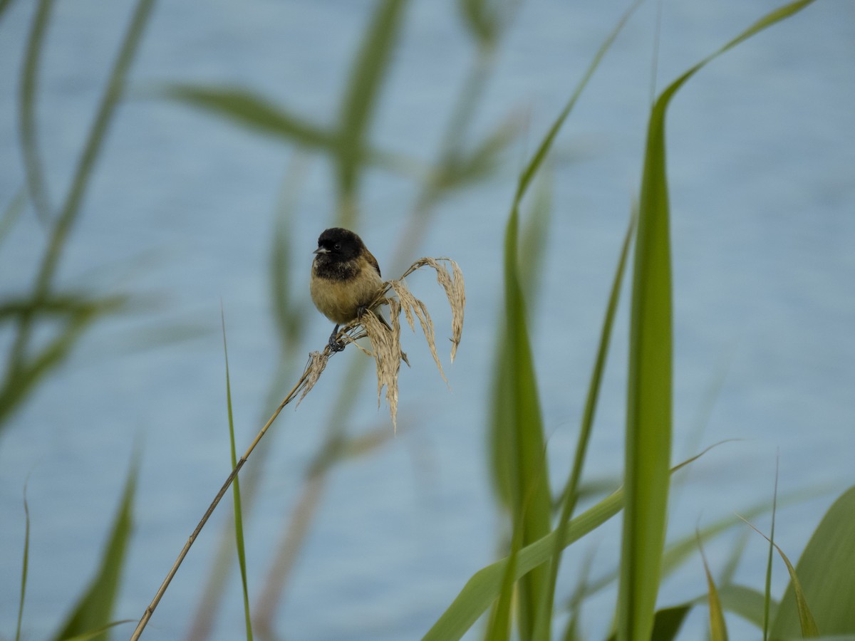 Black-headed Penduline-Tit - Nasser Kaveh