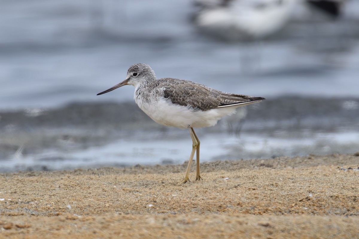 Common Greenshank - ML537861491