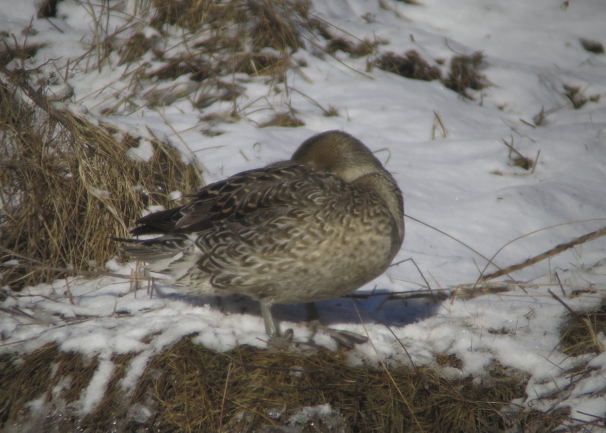 Northern Pintail - ML537862221