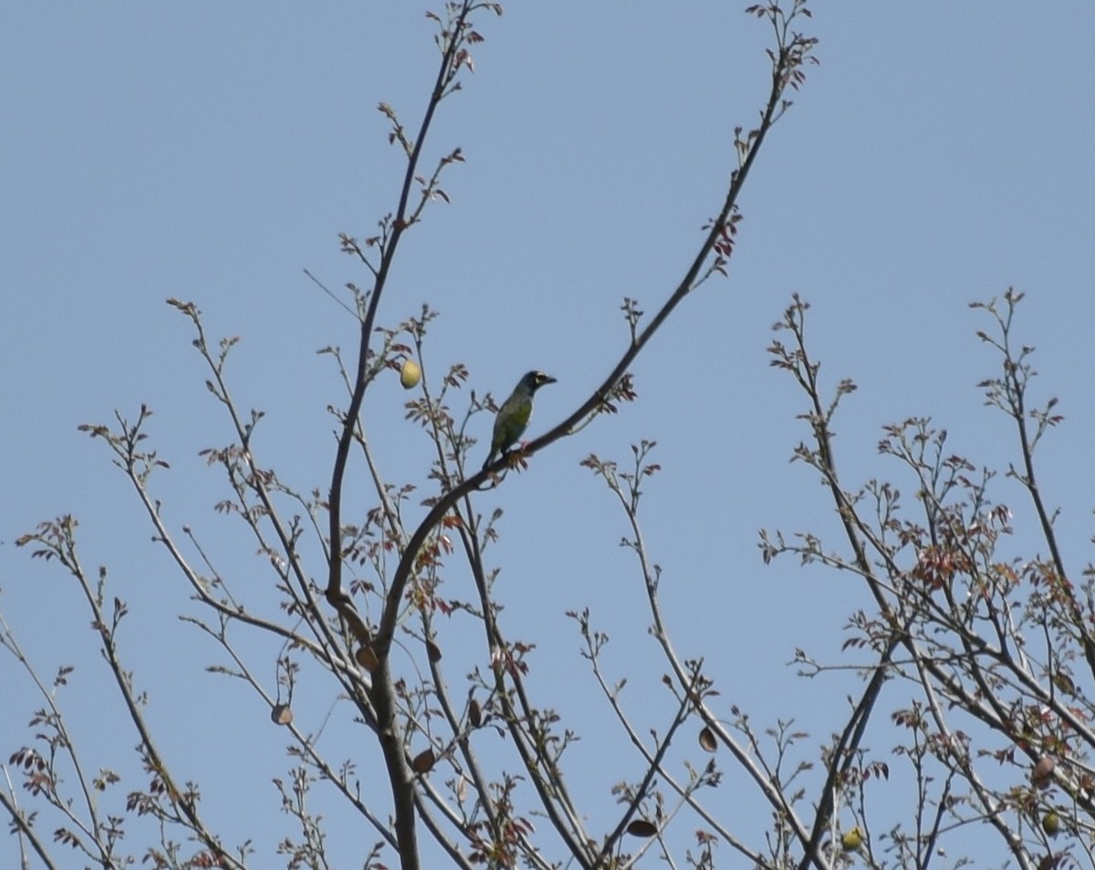 Coppersmith Barbet - ML537862931