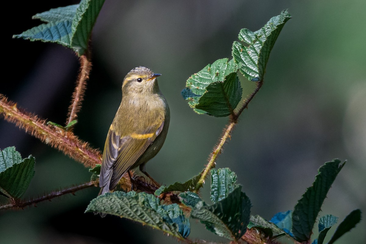 Buff-barred Warbler - Ajay  Kumar