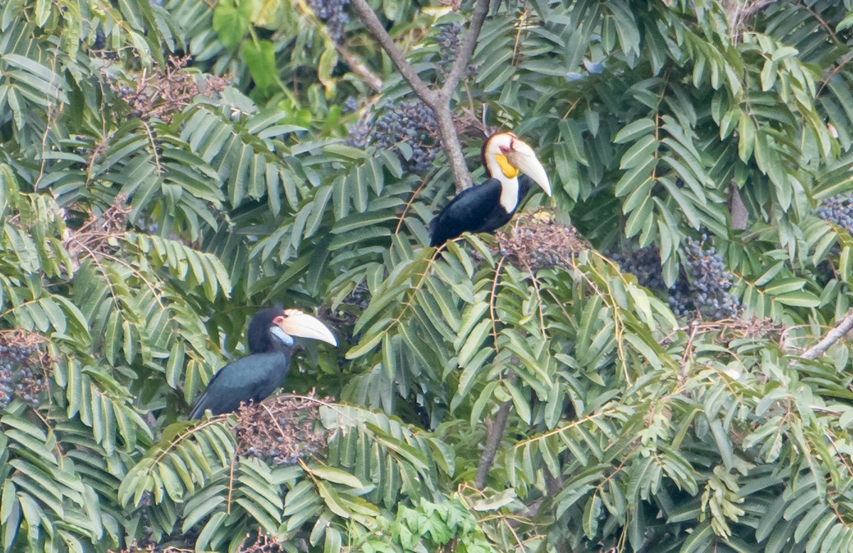 Wreathed Hornbill - ML537863301