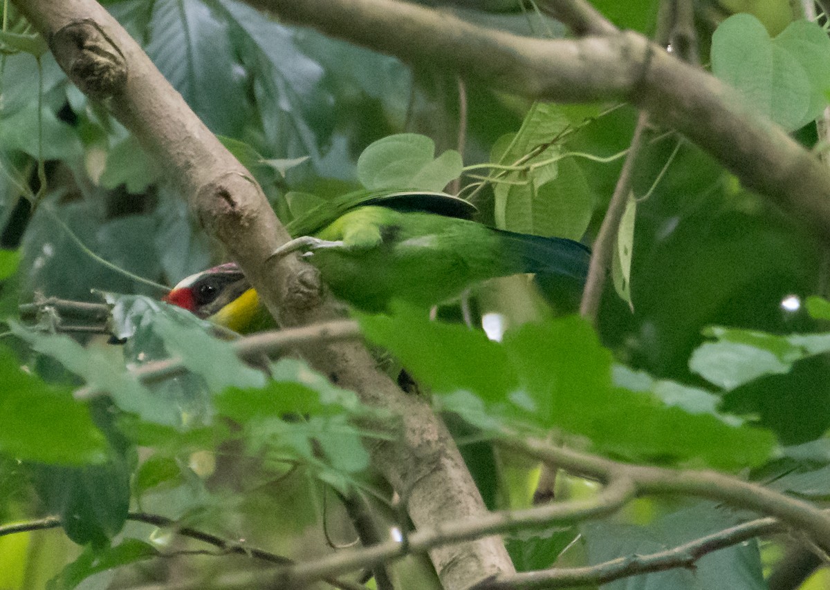 Gold-whiskered Barbet - ML537863331