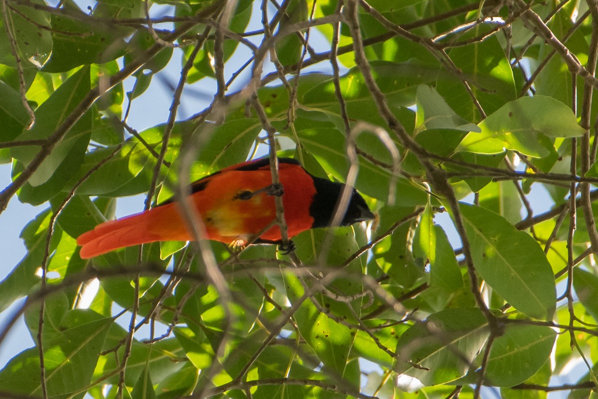 Scarlet Minivet - ML537863361