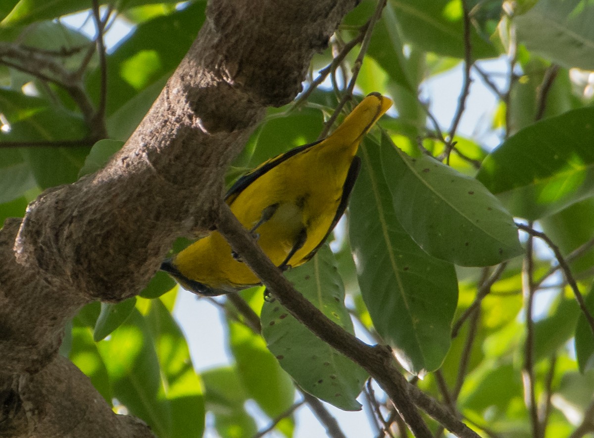 Scarlet Minivet - ML537863401