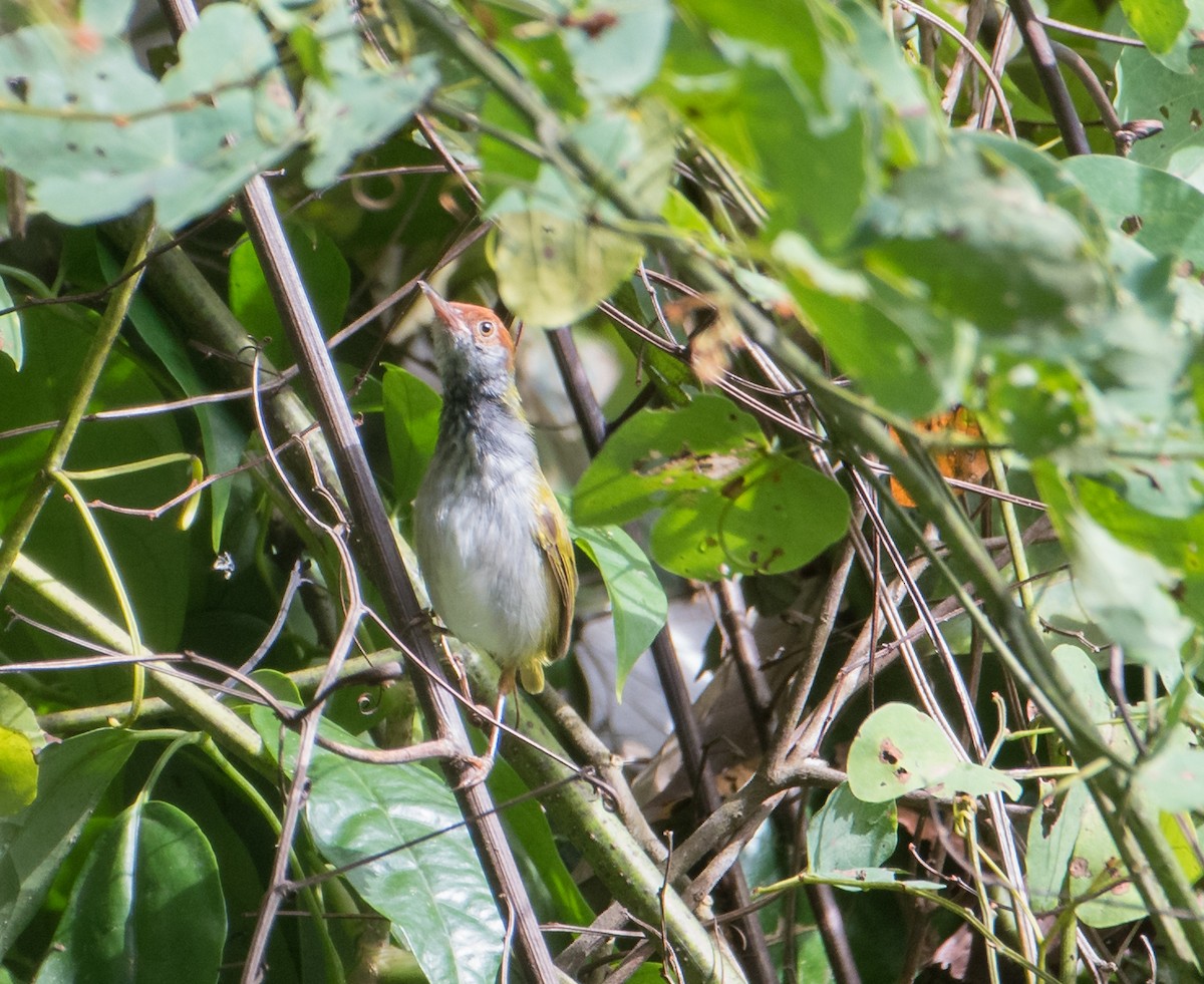Dark-necked Tailorbird - ML537863421