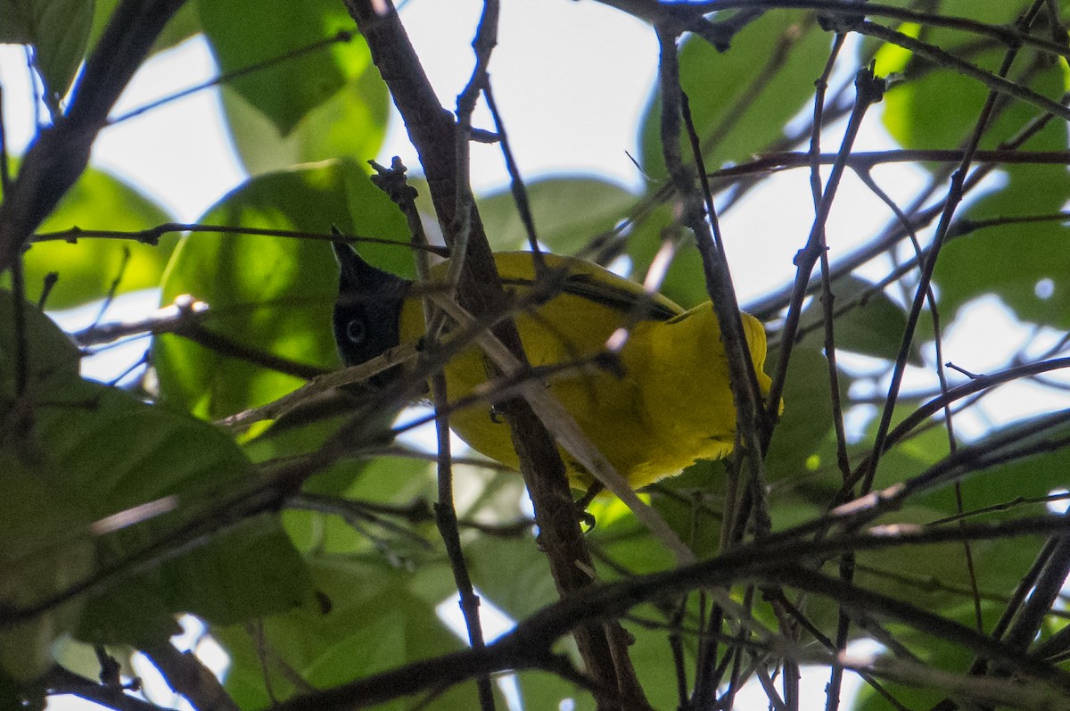 Black-headed Bulbul - ML537863451