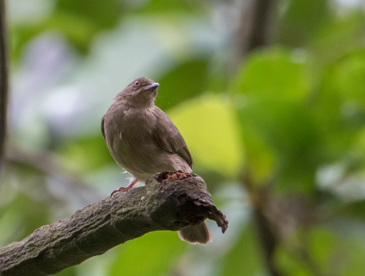 Red-eyed Bulbul - ML537863481