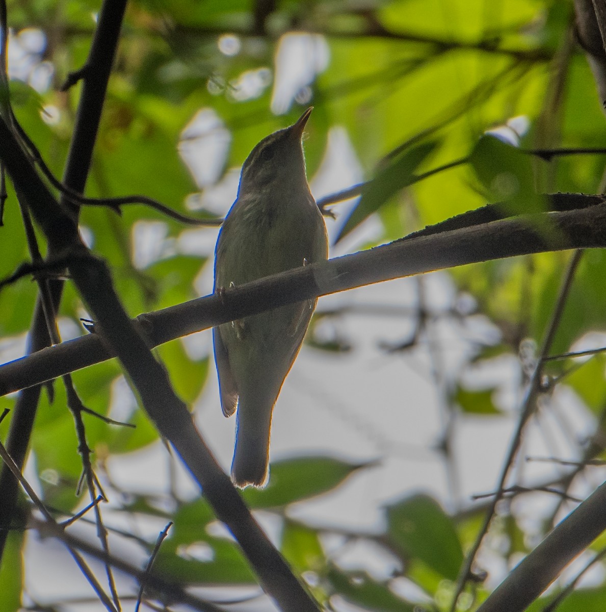 Eastern Crowned Warbler - ML537863501