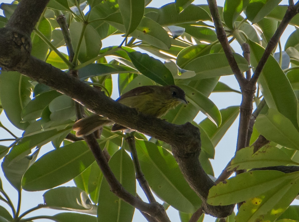 Pin-striped Tit-Babbler - ML537863531
