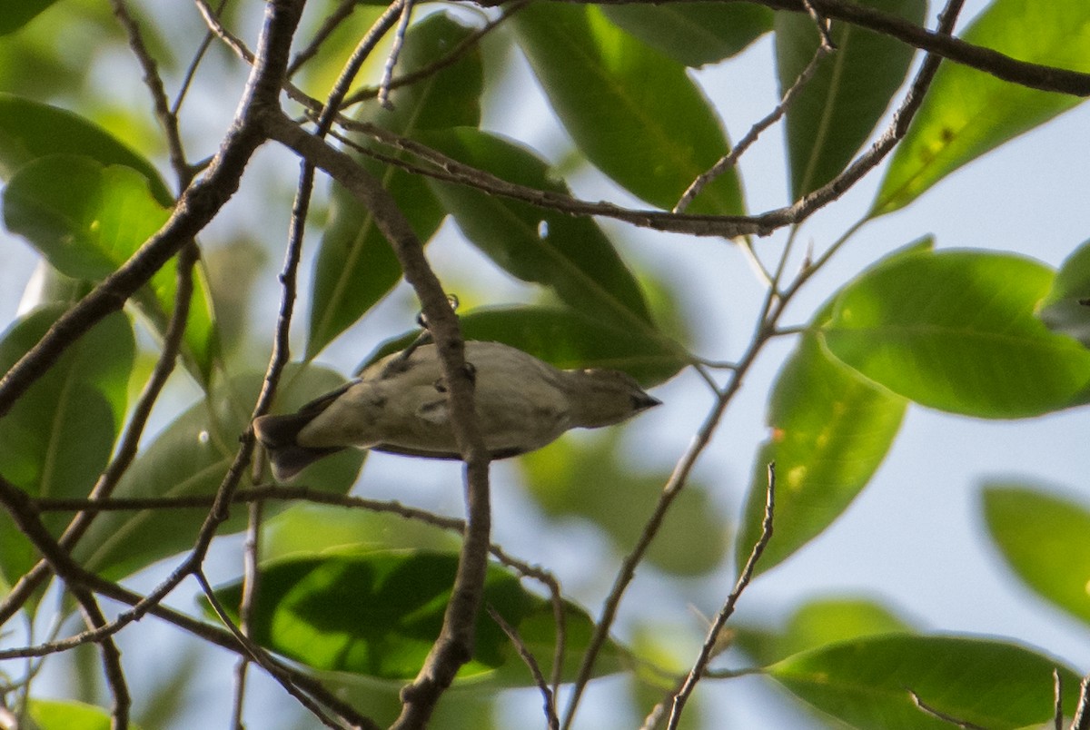 Thick-billed Flowerpecker - ML537863561