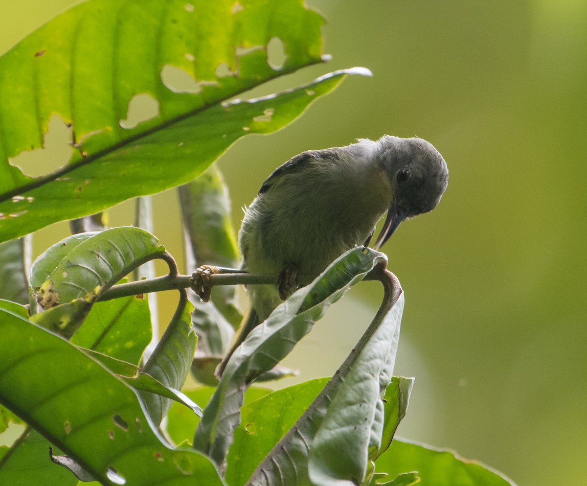 Red-throated Sunbird - ML537863611