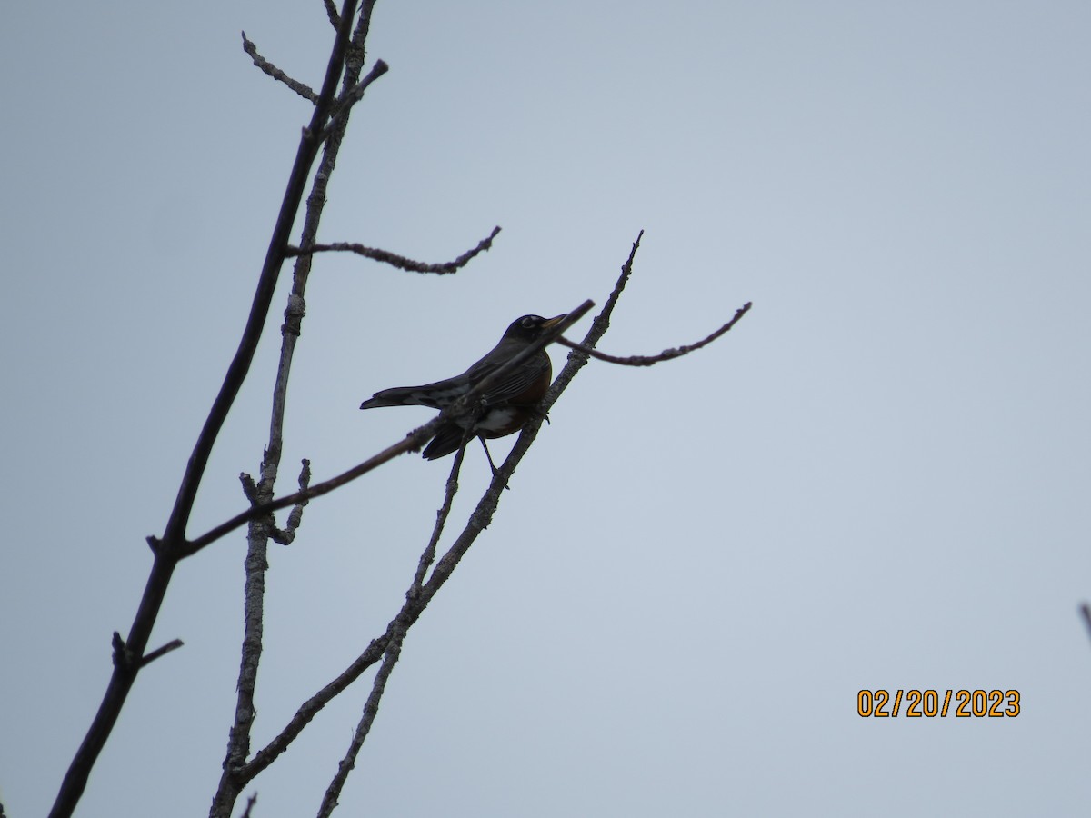 American Robin - ML537863641