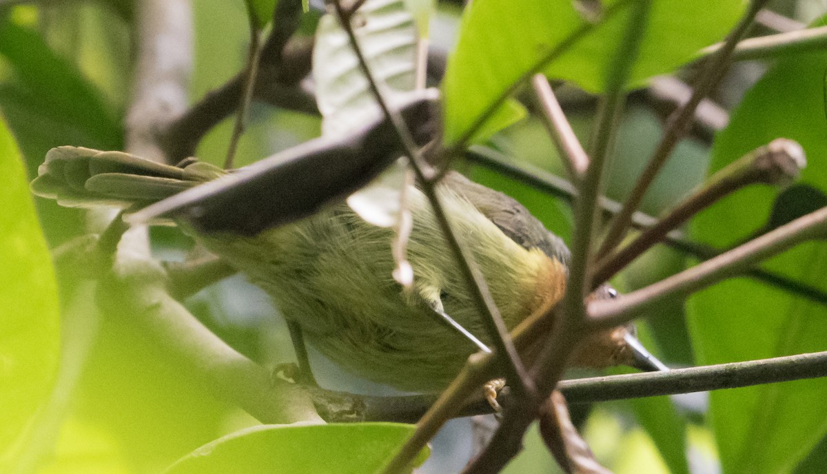 Red-throated Sunbird - ML537863661