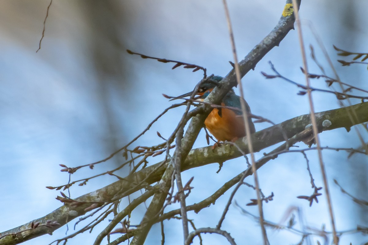 Martin-pêcheur d'Europe (groupe atthis) - ML537865081